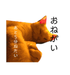 三浦家の愉快な仲間達（個別スタンプ：9）