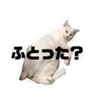 三浦家の愉快な仲間達（個別スタンプ：12）