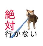三浦家の愉快な仲間達（個別スタンプ：16）