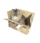 キックどす（個別スタンプ：1）