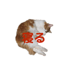 カルカルカール4（個別スタンプ：4）