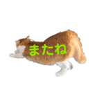 カルカルカール4（個別スタンプ：9）