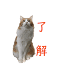 カルカルカール4（個別スタンプ：13）