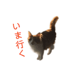 カルカルカール4（個別スタンプ：15）