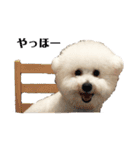 リンツの日常（個別スタンプ：1）