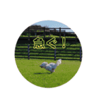リンツの日常（個別スタンプ：8）