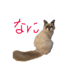 愛しのこむぎ（個別スタンプ：1）