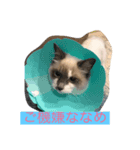 愛しのこむぎ（個別スタンプ：2）
