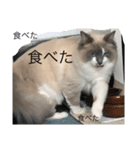 愛しのこむぎ（個別スタンプ：6）