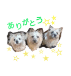 ケアンテリア大好きクラブ2（個別スタンプ：8）