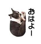 ボストンテリア家族のスタンプ（個別スタンプ：8）