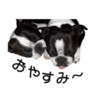 ボストンテリア家族のスタンプ（個別スタンプ：9）