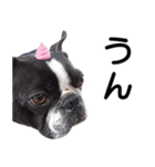 ボストンテリア家族のスタンプ（個別スタンプ：25）