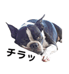 ボストンテリア家族のスタンプ（個別スタンプ：32）