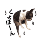 ボストンテリア家族のスタンプ（個別スタンプ：33）