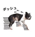 ボストンテリア家族のスタンプ（個別スタンプ：36）