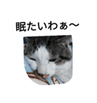 かいちゃんとの日常（個別スタンプ：7）