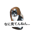 かいちゃんとの日常（個別スタンプ：8）