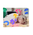 可愛い陽菜ちゃんスタンプ（個別スタンプ：1）