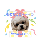 ペキプー♡きなこ♡スタンプ（個別スタンプ：9）