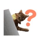 ねこのわこ 2（個別スタンプ：1）