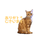 ねこのわこ 2（個別スタンプ：2）