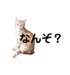 ねこのわこ 2（個別スタンプ：3）
