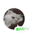 ぼく、つかさくん（個別スタンプ：16）