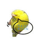 セキセイインコ「ゆずちゃん2」（個別スタンプ：1）