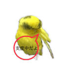 セキセイインコ「ゆずちゃん2」（個別スタンプ：2）