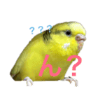 セキセイインコ「ゆずちゃん2」（個別スタンプ：3）