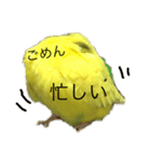 セキセイインコ「ゆずちゃん2」（個別スタンプ：4）