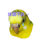 セキセイインコ「ゆずちゃん2」（個別スタンプ：5）