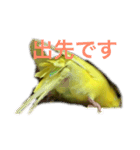 セキセイインコ「ゆずちゃん2」（個別スタンプ：6）