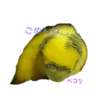 セキセイインコ「ゆずちゃん2」（個別スタンプ：8）