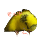 セキセイインコ「ゆずちゃん2」（個別スタンプ：9）