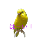 セキセイインコ「ゆずちゃん2」（個別スタンプ：10）