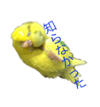 セキセイインコ「ゆずちゃん2」（個別スタンプ：11）