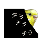セキセイインコ「ゆずちゃん2」（個別スタンプ：12）