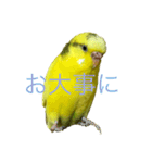 セキセイインコ「ゆずちゃん2」（個別スタンプ：13）