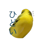 セキセイインコ「ゆずちゃん2」（個別スタンプ：14）