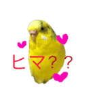 セキセイインコ「ゆずちゃん2」（個別スタンプ：15）