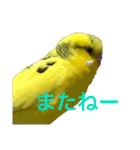 セキセイインコ「ゆずちゃん2」（個別スタンプ：16）