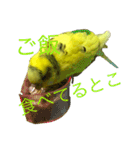 セキセイインコ「ゆずちゃん2」（個別スタンプ：17）