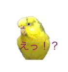 セキセイインコ「ゆずちゃん2」（個別スタンプ：18）
