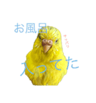 セキセイインコ「ゆずちゃん2」（個別スタンプ：19）