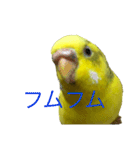 セキセイインコ「ゆずちゃん2」（個別スタンプ：20）