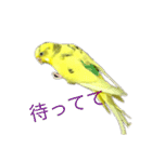 セキセイインコ「ゆずちゃん2」（個別スタンプ：22）