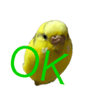 セキセイインコ「ゆずちゃん2」（個別スタンプ：24）