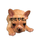 豆太郎の毎日（個別スタンプ：18）